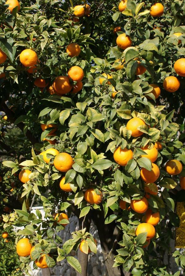 Three Oranges Lejlighed Trsteno Eksteriør billede