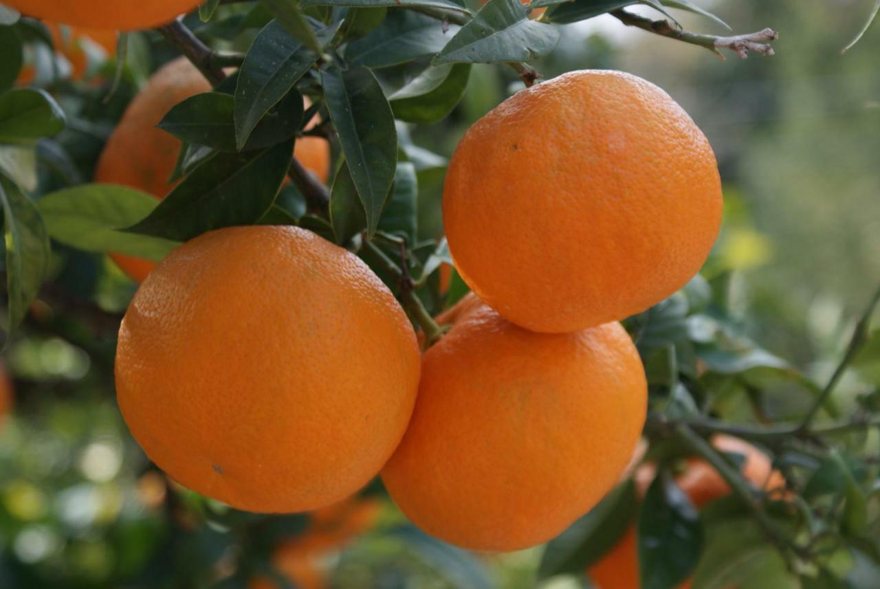 Three Oranges Lejlighed Trsteno Eksteriør billede